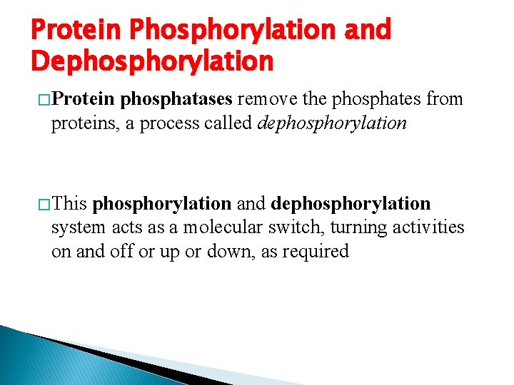 Protein Phosphorylation and Dephosphorylation � Protein phosphatases remove the phosphates from proteins, a process
