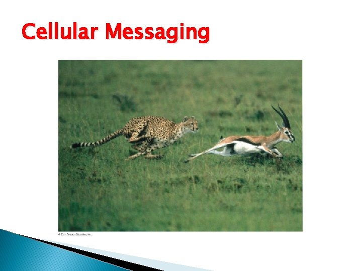 Cellular Messaging 