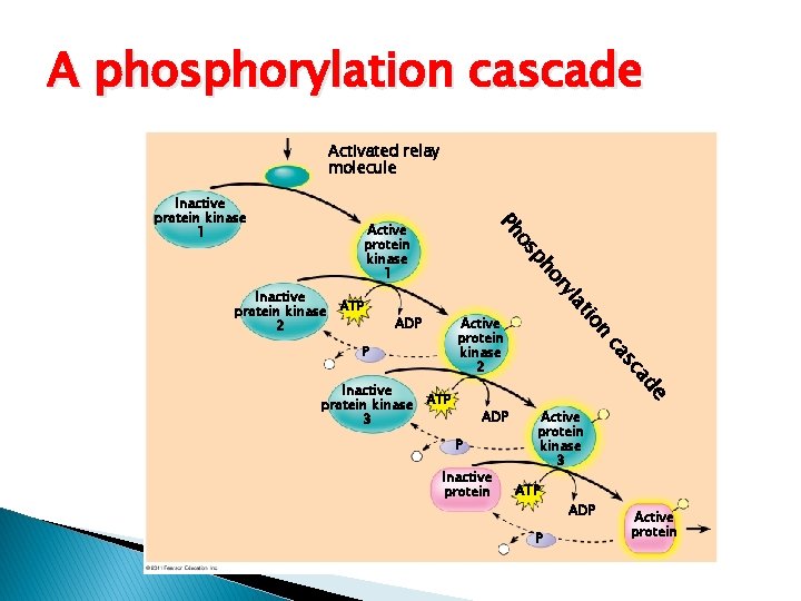 A phosphorylation cascade Activated relay molecule Inactive protein kinase 1 or ph Active protein