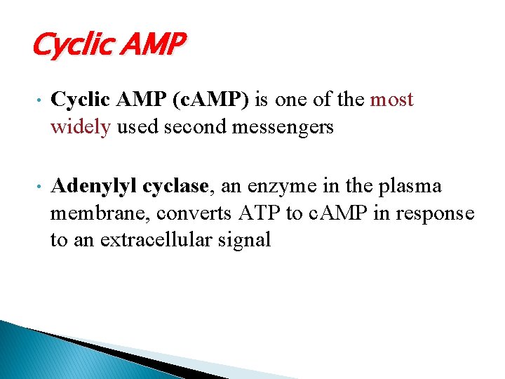 Cyclic AMP • Cyclic AMP (c. AMP) is one of the most widely used