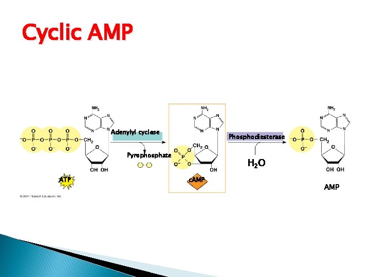 Cyclic AMP Adenylyl cyclase Phosphodiesterase Pyrophosphate ATP H 2 O c. AMP 