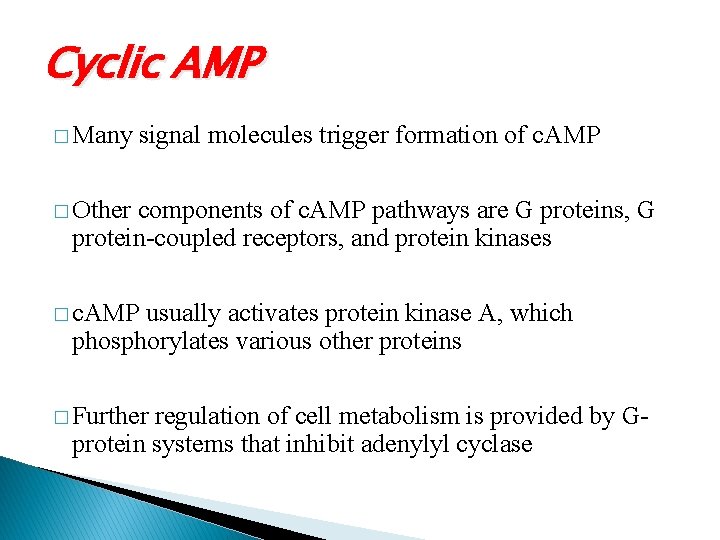 Cyclic AMP � Many signal molecules trigger formation of c. AMP � Other components