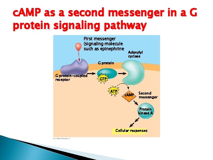 c. AMP as a second messenger in a G protein signaling pathway First messenger