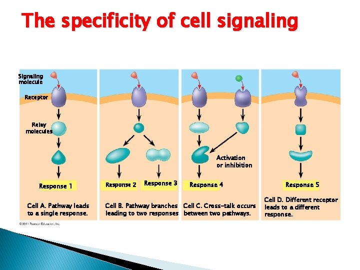 The specificity of cell signaling Signaling molecule Receptor Relay molecules Activation or inhibition Response