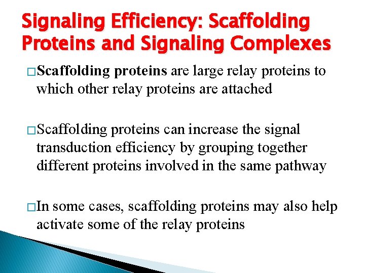 Signaling Efficiency: Scaffolding Proteins and Signaling Complexes �Scaffolding proteins are large relay proteins to