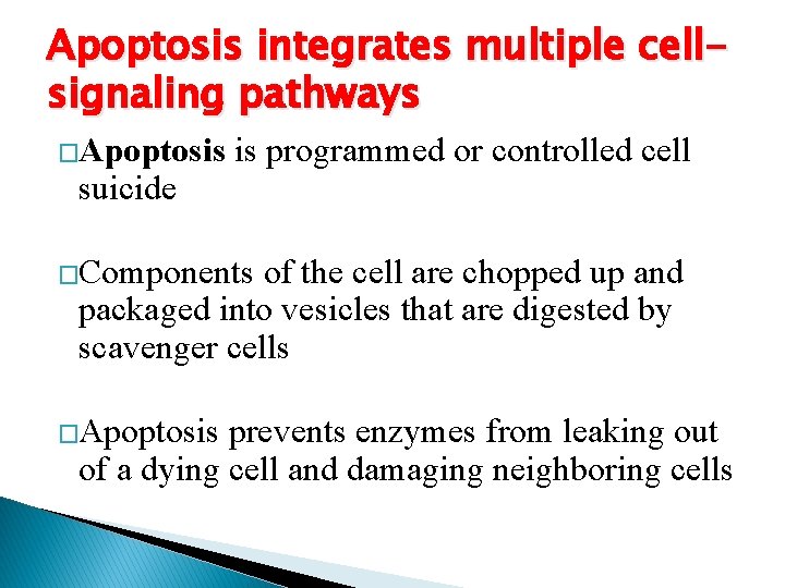 Apoptosis integrates multiple cellsignaling pathways �Apoptosis suicide is programmed or controlled cell �Components of