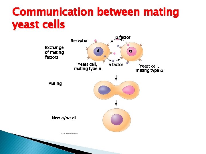 Communication between mating yeast cells factor Receptor Exchange of mating factors a Yeast cell,