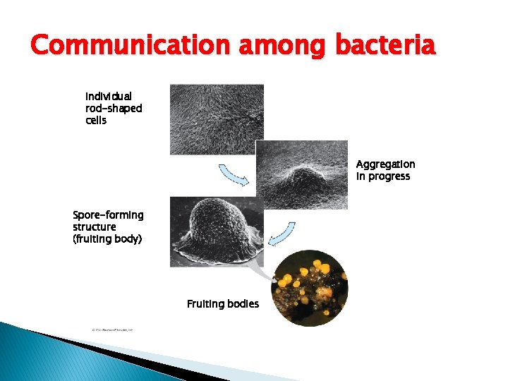 Communication among bacteria Individual rod-shaped cells Aggregation in progress Spore-forming structure (fruiting body) Fruiting