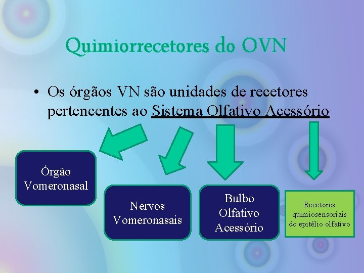 Quimiorrecetores do OVN • Os órgãos VN são unidades de recetores pertencentes ao Sistema