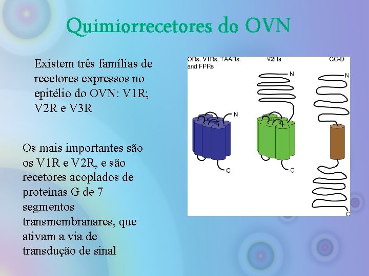 Quimiorrecetores do OVN Existem três famílias de recetores expressos no epitélio do OVN: V