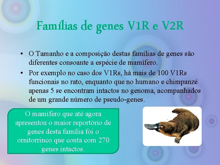 Famílias de genes V 1 R e V 2 R • O Tamanho e