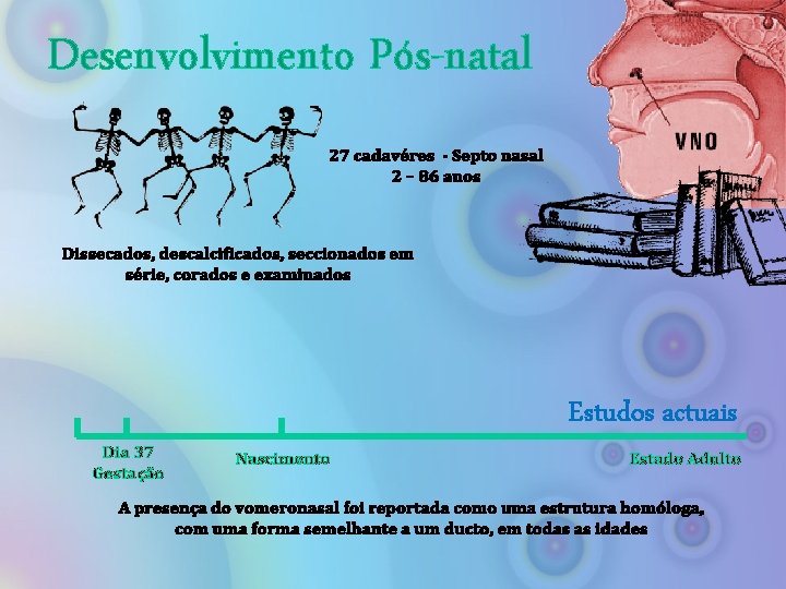 Desenvolvimento Pós-natal 27 cadavéres - Septo nasal 2 – 86 anos Dissecados, descalcificados, seccionados