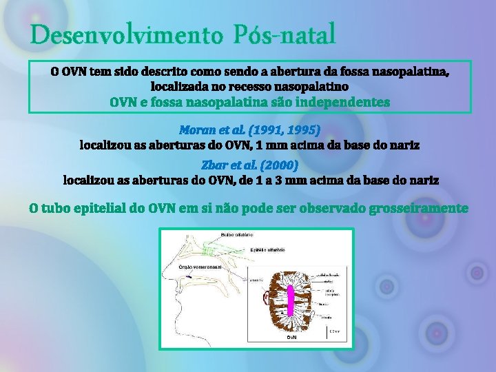 Desenvolvimento Pós-natal O OVN tem sido descrito como sendo a abertura da fossa nasopalatina,