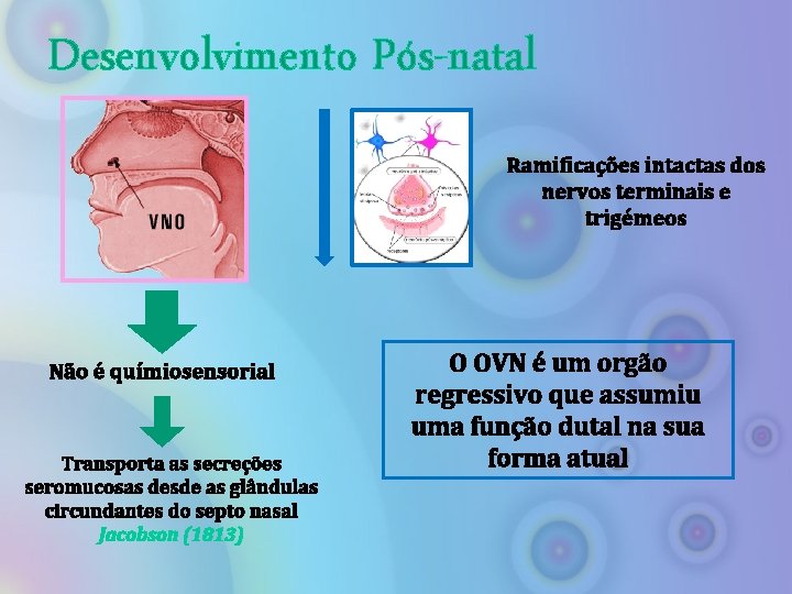 Desenvolvimento Pós-natal Ramificações intactas dos nervos terminais e trigémeos Não é químiosensorial Transporta as