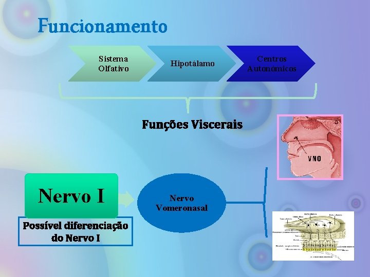 Funcionamento Sistema Olfativo Hipotálamo Funções Viscerais Nervo I Possível diferenciação do Nervo I Nervo