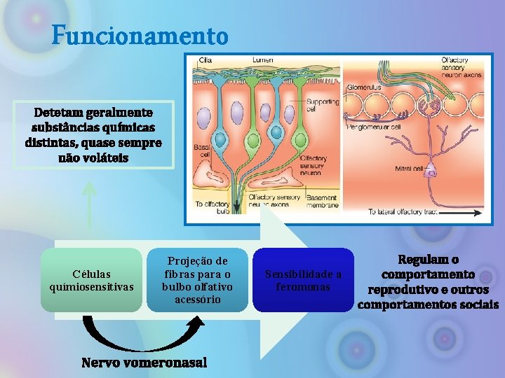 Funcionamento Detetam geralmente substâncias químicas distintas, quase sempre não voláteis Células químiosensitivas Projeção de