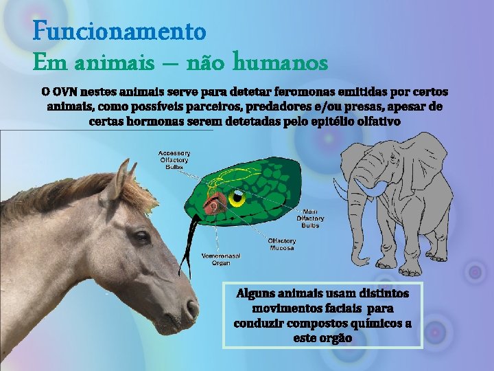 Funcionamento Em animais – não humanos O OVN nestes animais serve para detetar feromonas