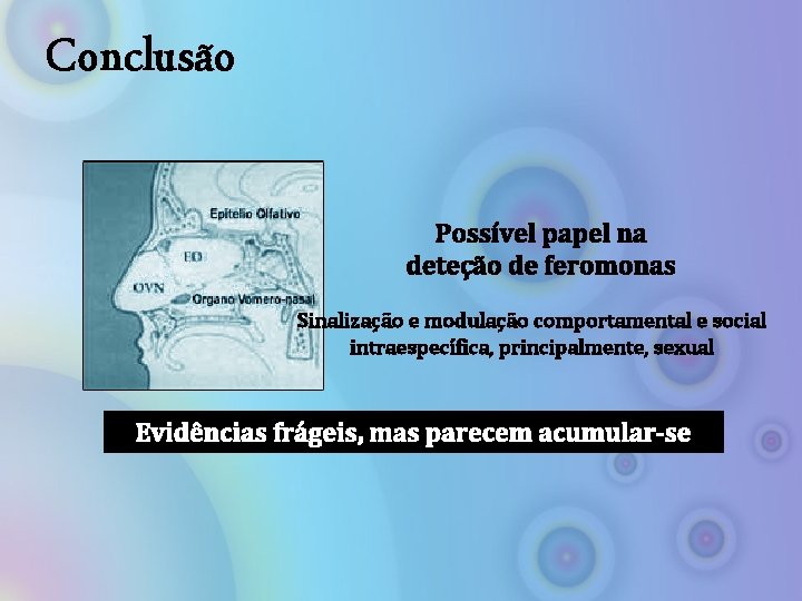 Conclusão Possível papel na deteção de feromonas Sinalização e modulação comportamental e social intraespecífica,