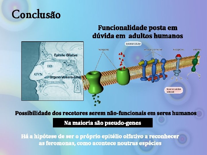 Conclusão Funcionalidade posta em dúvida em adultos humanos Possibilidade dos recetores serem não-funcionais em