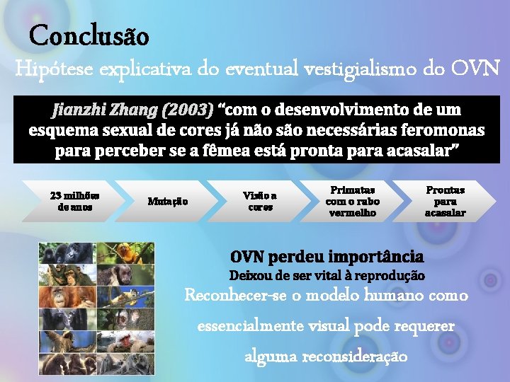 Conclusão Hipótese explicativa do eventual vestigialismo do OVN Jianzhi Zhang (2003) “com o desenvolvimento