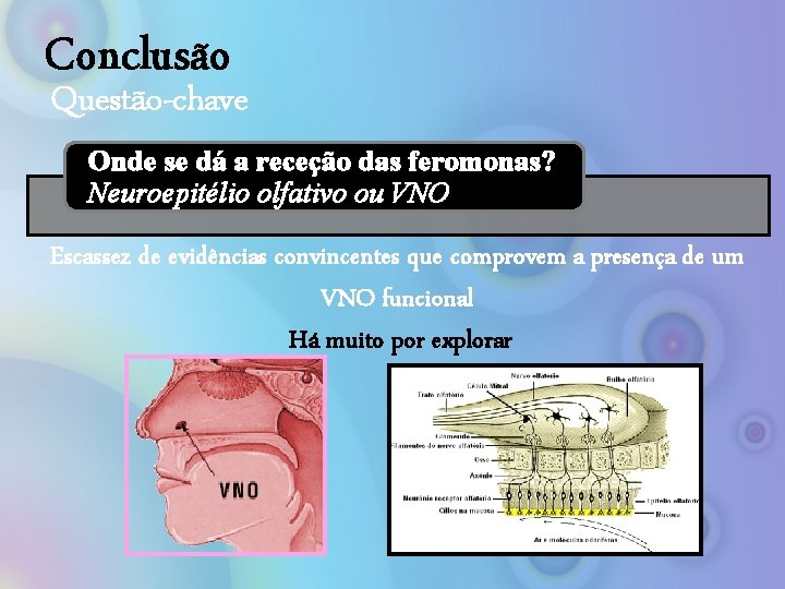 Conclusão Questão-chave Onde se dá a receção das feromonas? Neuroepitélio olfativo ou VNO Escassez