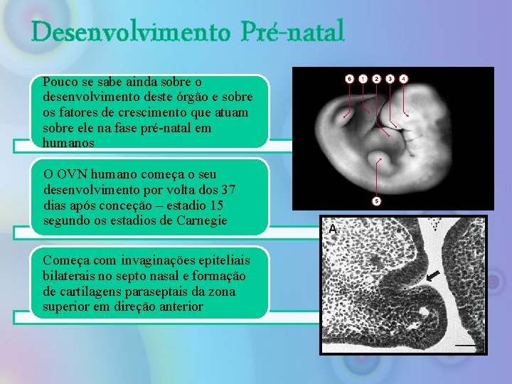 Desenvolvimento Pré-natal Pouco se sabe ainda sobre o desenvolvimento deste órgão e sobre os