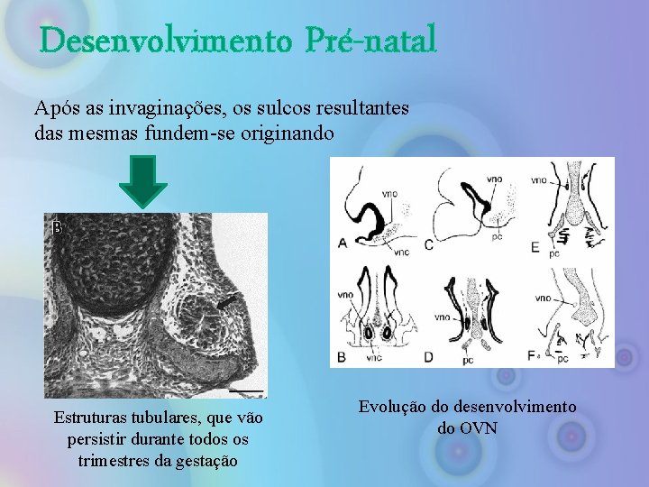 Desenvolvimento Pré-natal Após as invaginações, os sulcos resultantes das mesmas fundem-se originando Estruturas tubulares,