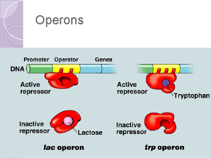 Operons 