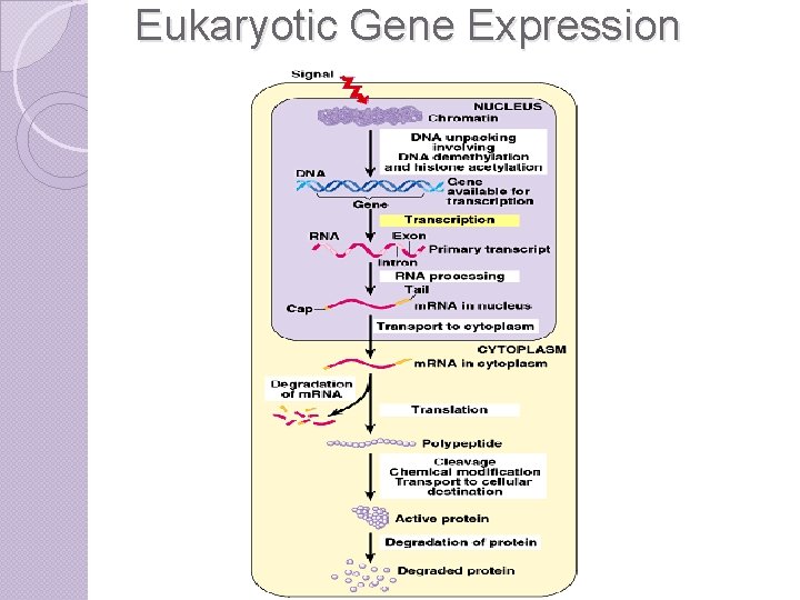 Eukaryotic Gene Expression 