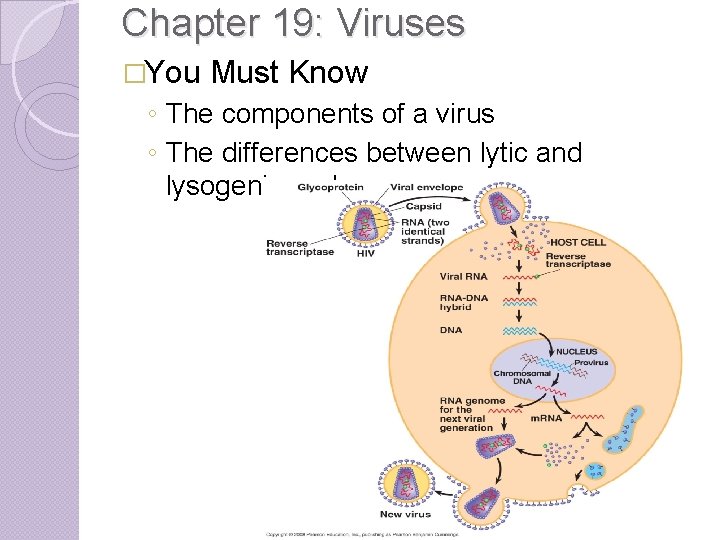 Chapter 19: Viruses �You Must Know ◦ The components of a virus ◦ The