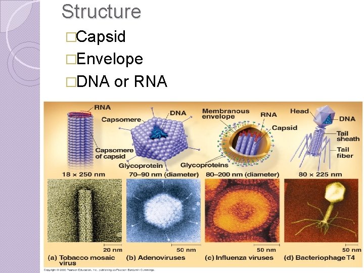 Structure �Capsid �Envelope �DNA or RNA 