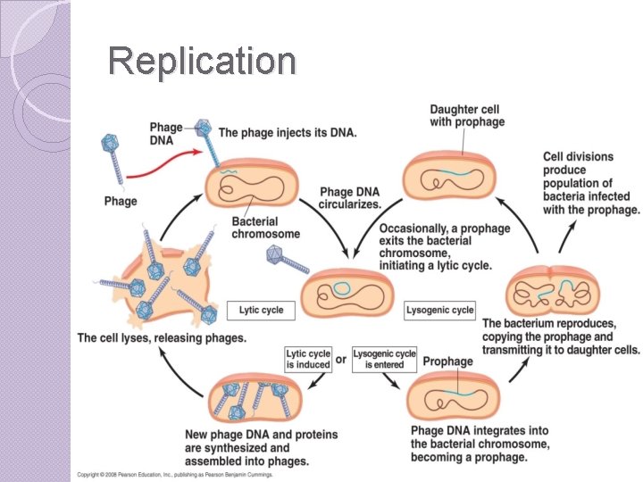 Replication 