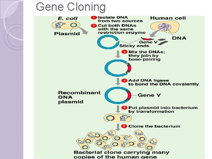 Gene Cloning 