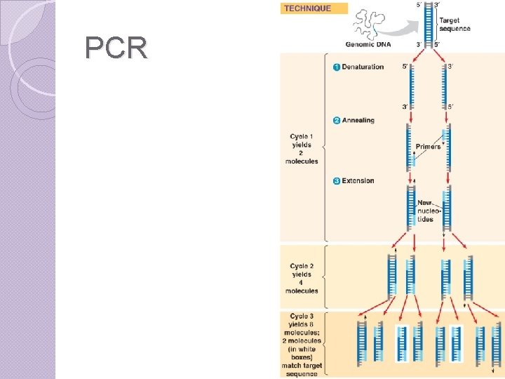 PCR 