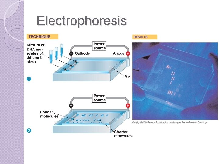 Electrophoresis 