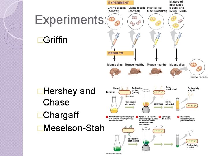 Experiments: �Griffin �Hershey and Chase �Chargaff �Meselson-Stahl 