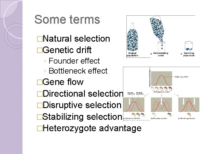 Some terms �Natural selection �Genetic drift ◦ Founder effect ◦ Bottleneck effect �Gene flow