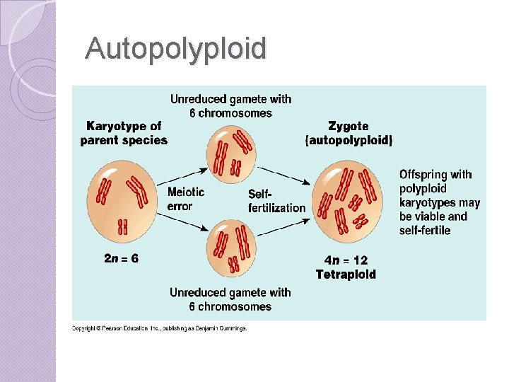 Autopolyploid 