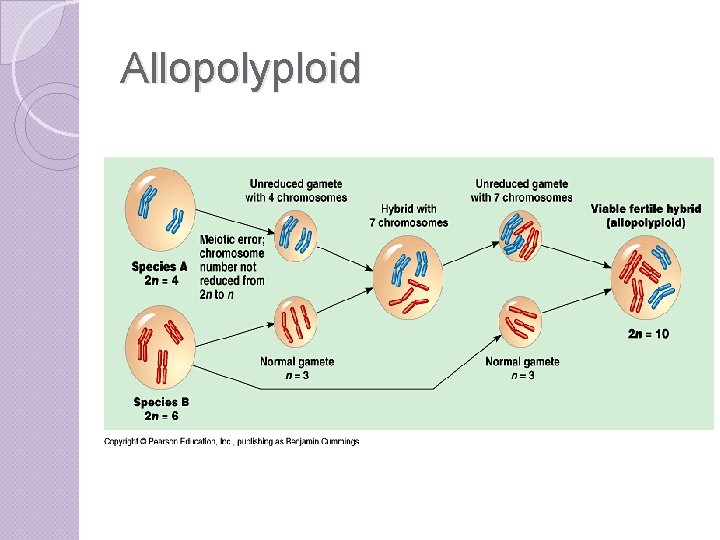 Allopolyploid 