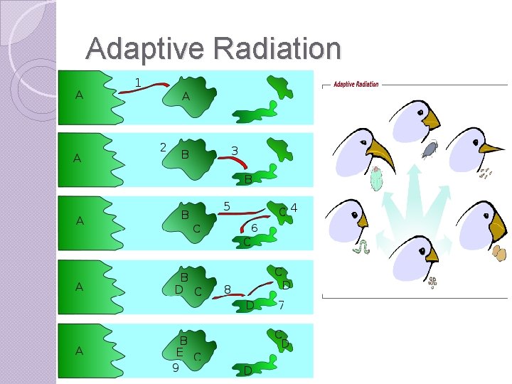 Adaptive Radiation 