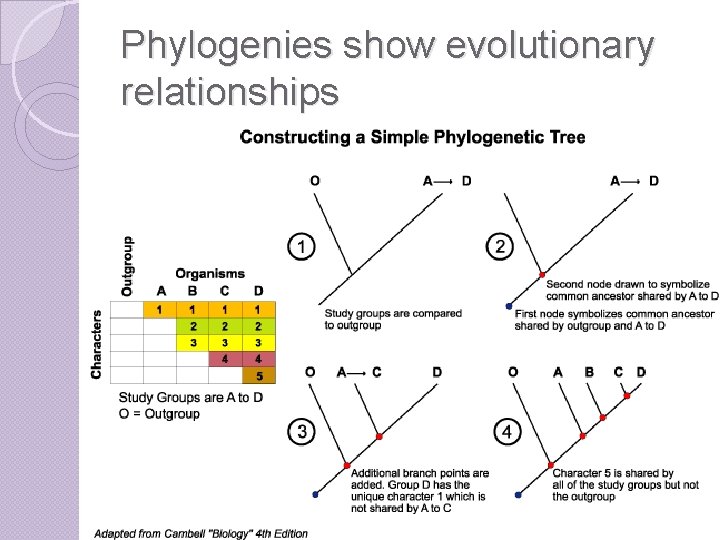 Phylogenies show evolutionary relationships 