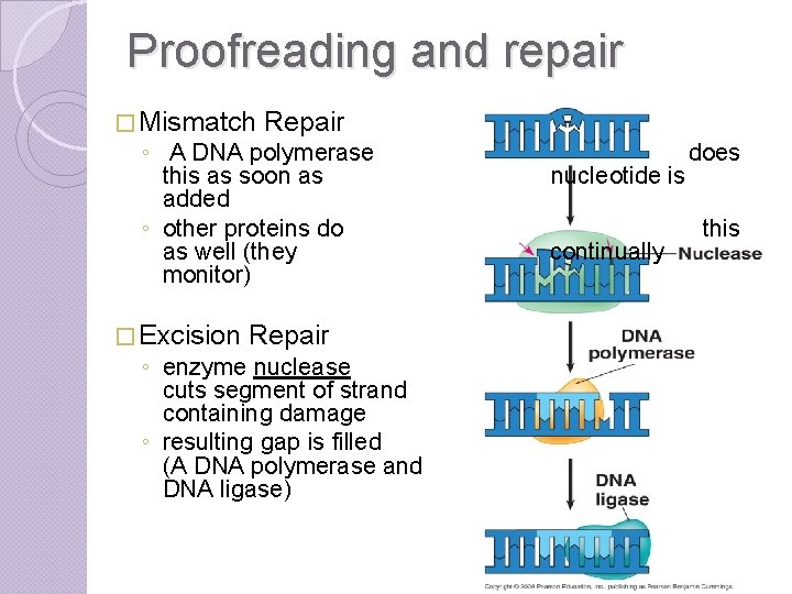 Proofreading and repair � Mismatch Repair ◦ A DNA polymerase this as soon as