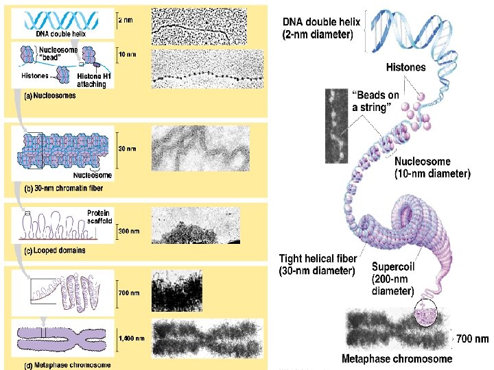 DNA packing 