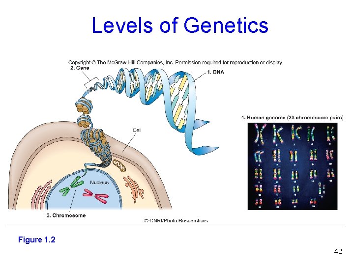 Levels of Genetics Figure 1. 2 42 