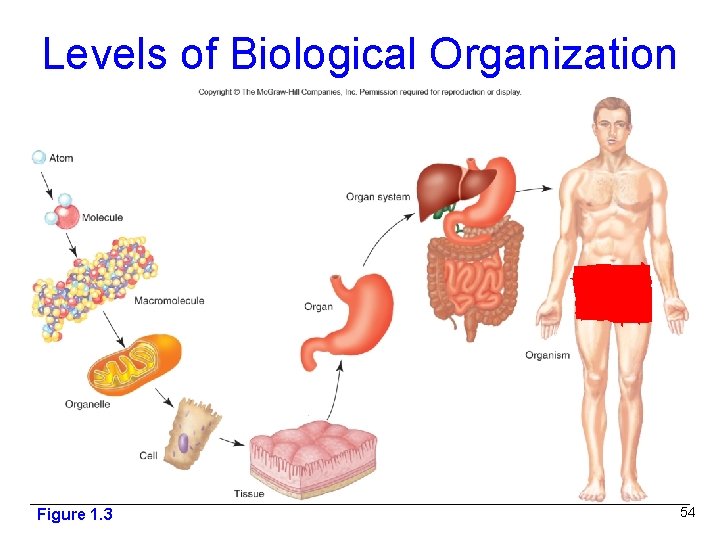 Levels of Biological Organization Figure 1. 3 54 