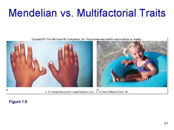 Mendelian vs. Multifactorial Traits Figure 1. 5 61 