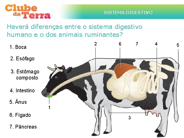 SISTEMA DIGESTIVO Haverá diferenças entre o sistema digestivo humano e o dos animais ruminantes?