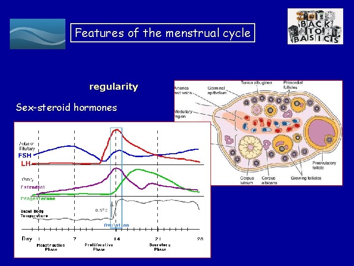 Features of the menstrual cycle regularity Sex-steroid hormones 