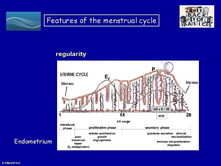 Features of the menstrual cycle regularity Endometrium © PHMvd. W 2010 