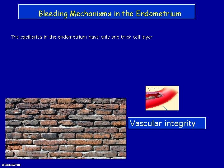 Bleeding Mechanisms in the Endometrium The capillaries in the endometrium have only one thick